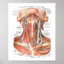 Pesquisar por vasos sanguíneos pôsteres Anatomia