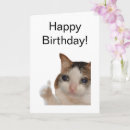 Pesquisar por gatos engraçados cartoes For him