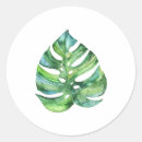 Pesquisar por monstera adesivos Aguarela