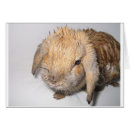 Pesquisar por bathtime Animal