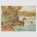 Pesquisar por pato do pato selvagem papeis de seda Animal