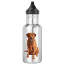Pesquisar por labrador garrafa agua Animais