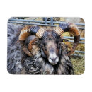 Pesquisar por gado imas Agricultura