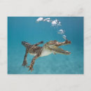 Pesquisar por crocodilo cartoes postais Répteis