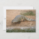 Pesquisar por crocodilo Safari