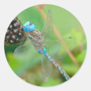 Pesquisar por libélula colorida adesivos Inseto