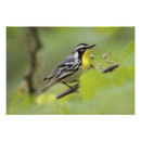 Pesquisar por homem verde pôsteres Natureza