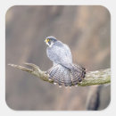 Pesquisar por do peregrino adesivos Raptor