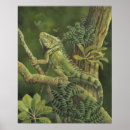 Pesquisar por iguana verde pôsteres Qualquer pessoa