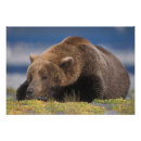 Pesquisar por urso fotografia Eua