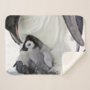 Pesquisar por muito pobre mantas Pinguim imperador