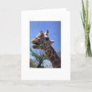 Pesquisar por giraffe cartoes Zoológico