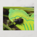 Pesquisar por beetle cartoes postais Animais