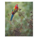 Pesquisar por rosella Colorido