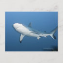 Pesquisar por underwater cartoes postais Animal