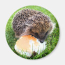 Pesquisar por hedgehog imas Animais