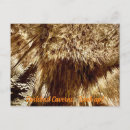 Pesquisar por caverna de cartoes postais Cavernas