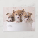 Pesquisar por rainha elizabeth cartoes postais Pembroke welsh corgi