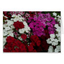 Pesquisar por cravo vermelho cartoes Rosa