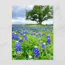 Pesquisar por flor do céu cartoes postais Fotografia da natureza