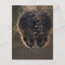 Pesquisar por castor cartoes postais Foto