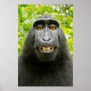 Pesquisar por macacos pósteres pôsteres Animais selvagens