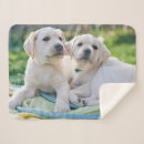 Pesquisar por labrador retriever cobertores Fofo