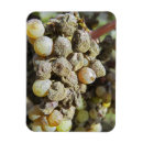 Pesquisar por bordéus cartoes Francês