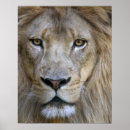 Pesquisar por leão masculino pôsteres Gato grande