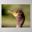 Pesquisar por poster do corvo pôsteres Natureza