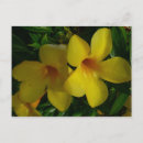 Pesquisar por borboletas tropicais cartoes postais Flores