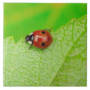 Pesquisar por joaninha azulejos Natureza