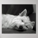 Pesquisar por westie pósteres pôsteres Westies