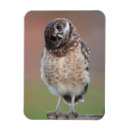 Pesquisar por wild imas Animals in the wild