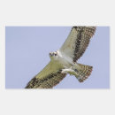 Pesquisar por predador adesivos Raptor