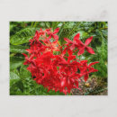 Pesquisar por pentas cartoes postais Vermelho