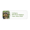 Pesquisar por cachorrinho etiquetas endereco retorno Yorkshire terrier