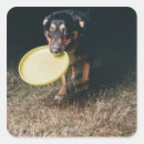 Pesquisar por frisbee adesivos Exterior