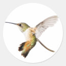 Pesquisar por colibris adesivos Pássaros