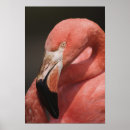 Pesquisar por chileno decoracao Flamingo