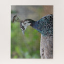 Pesquisar por peafowl Pântano