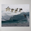 Pesquisar por poster dos pinguins pôsteres Animal