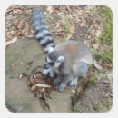 Pesquisar por lemur atado anel Prosimian