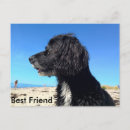 Pesquisar por melhores cartoes postais Friend