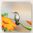Pesquisar por hummingbird porta copos Natureza