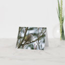 Pesquisar por cabeça negra cartoes postais Aves