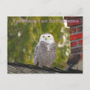 Pesquisar por coruja engraçada cartoes postais Engraçado