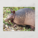 Pesquisar por tatu cartoes postais Animal