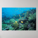 Pesquisar por posters dos peixes pósteres pôsteres Criaturas do sealife