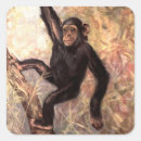 Pesquisar por chimpanzé adesivos Primatas